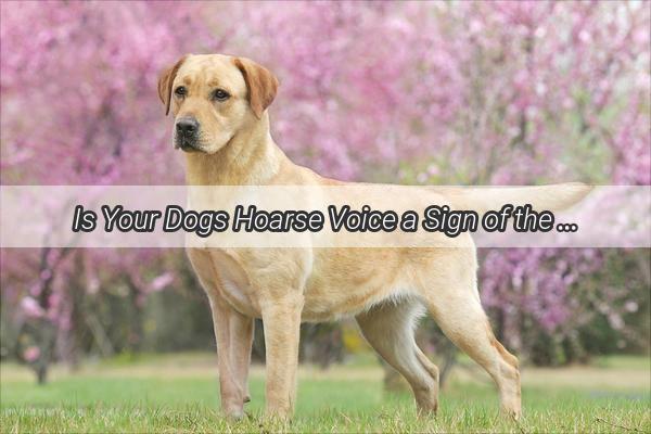 Is Your Dogs Hoarse Voice a Sign of the Common Cold Find Out Now